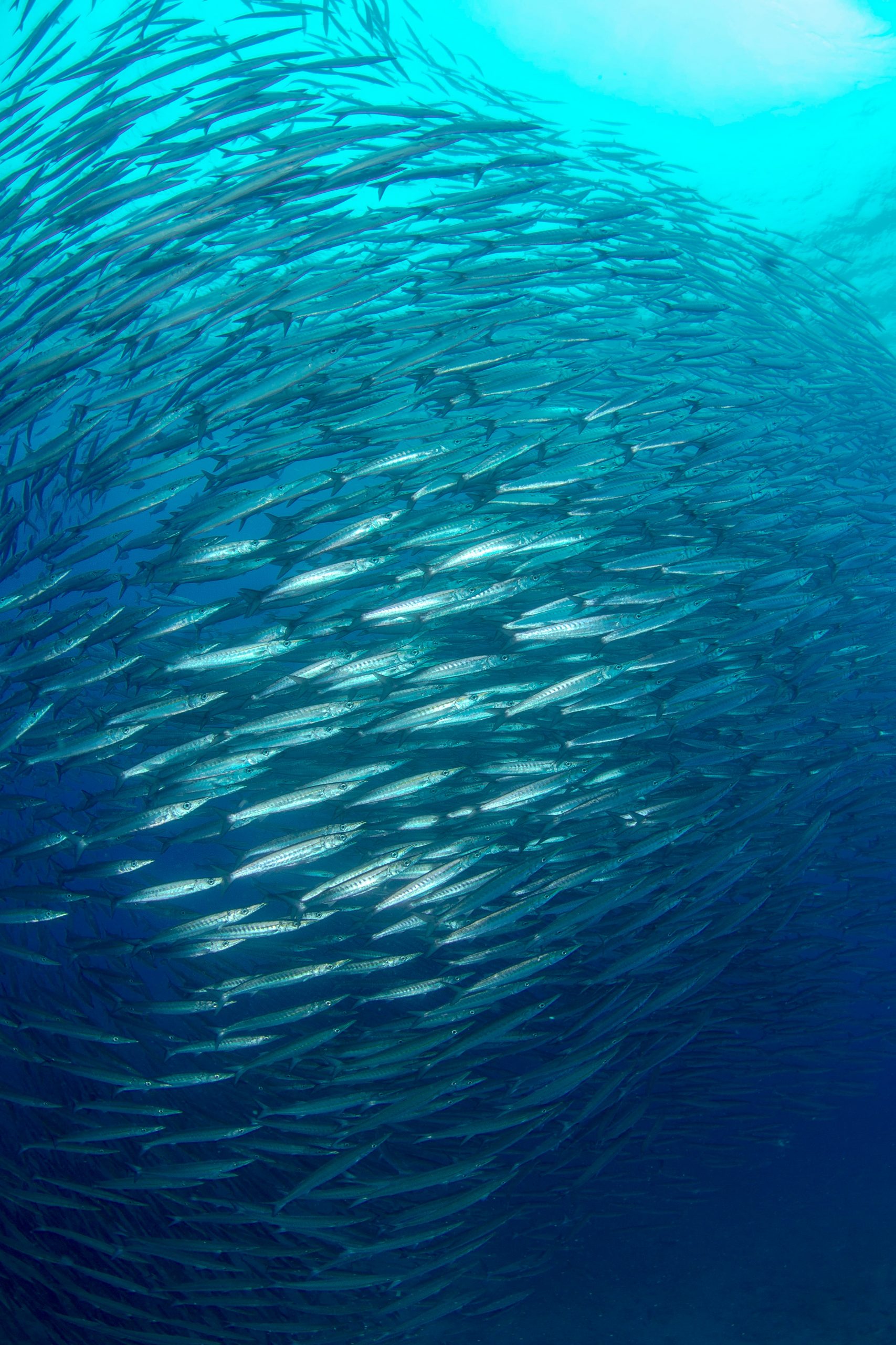 A green red herring? An empirical analysis of the effects of carbon removal on climate mitigation behaviours